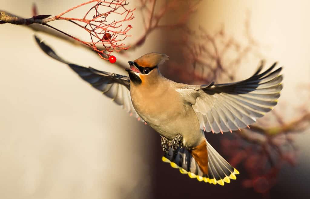 Cedar Waxwing