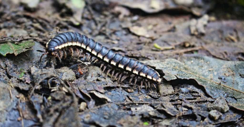 Centipede walking in the leaves