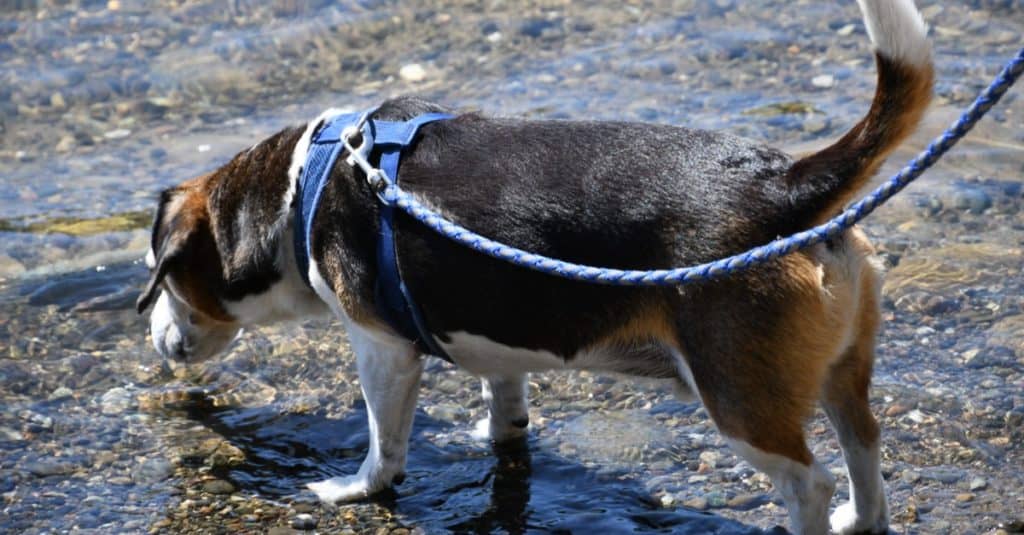 Cheagle playing at the river