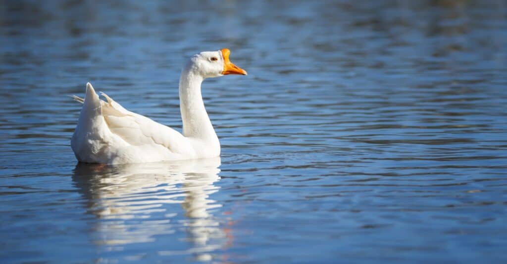 Chinese goose relaxing in the water