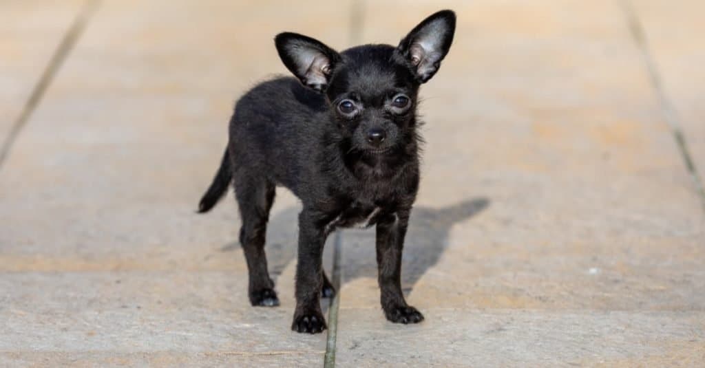 Adorable tiny ChiPoo dog outdoors , Chihuahua Poodle Mix