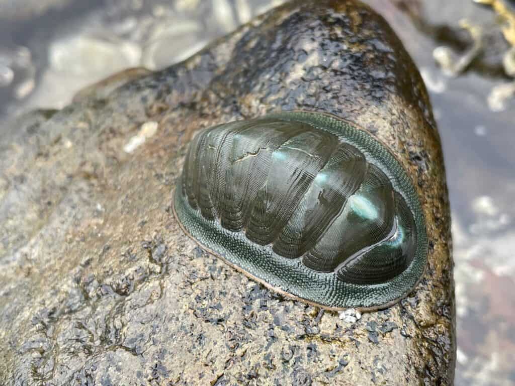 Chiton