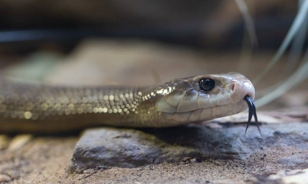 Highly venomous Australian Coastal Taipan. This snake is similar to the Central Ranges Taipan, whose teeth are long, with a rectangular head, and round and large eyes.