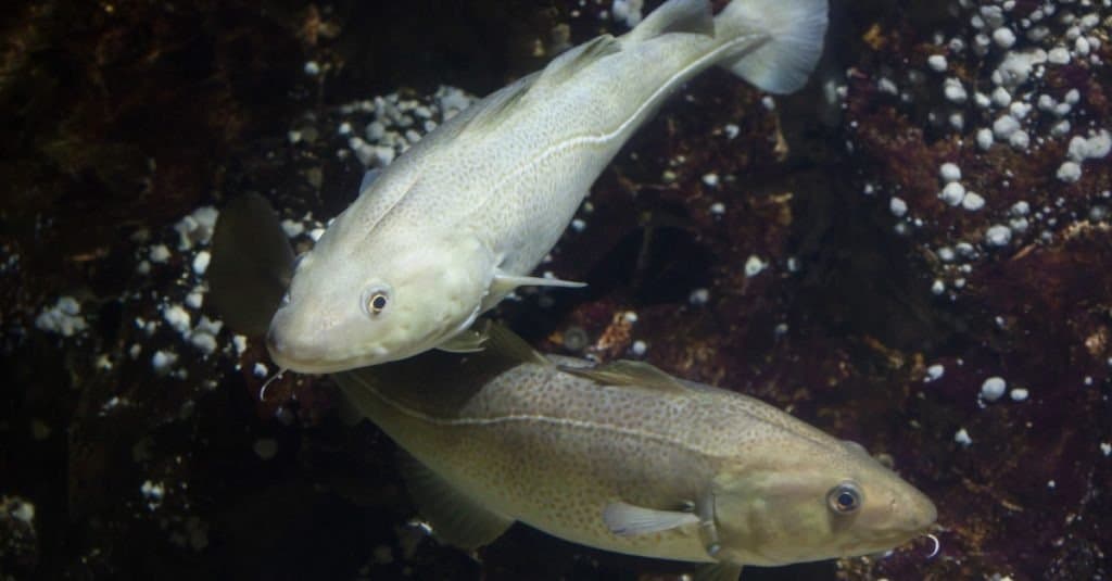 Atlantic codfish (Gadus morhua)