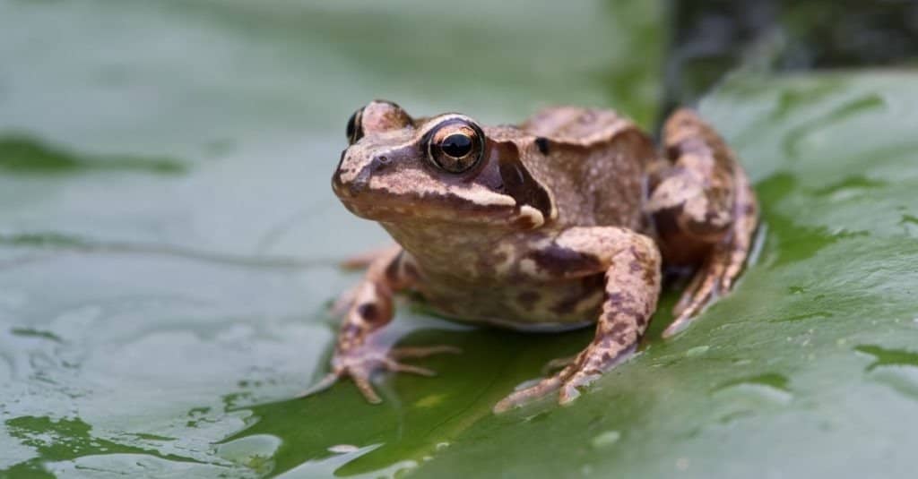 Common Frog on large green lilly pad