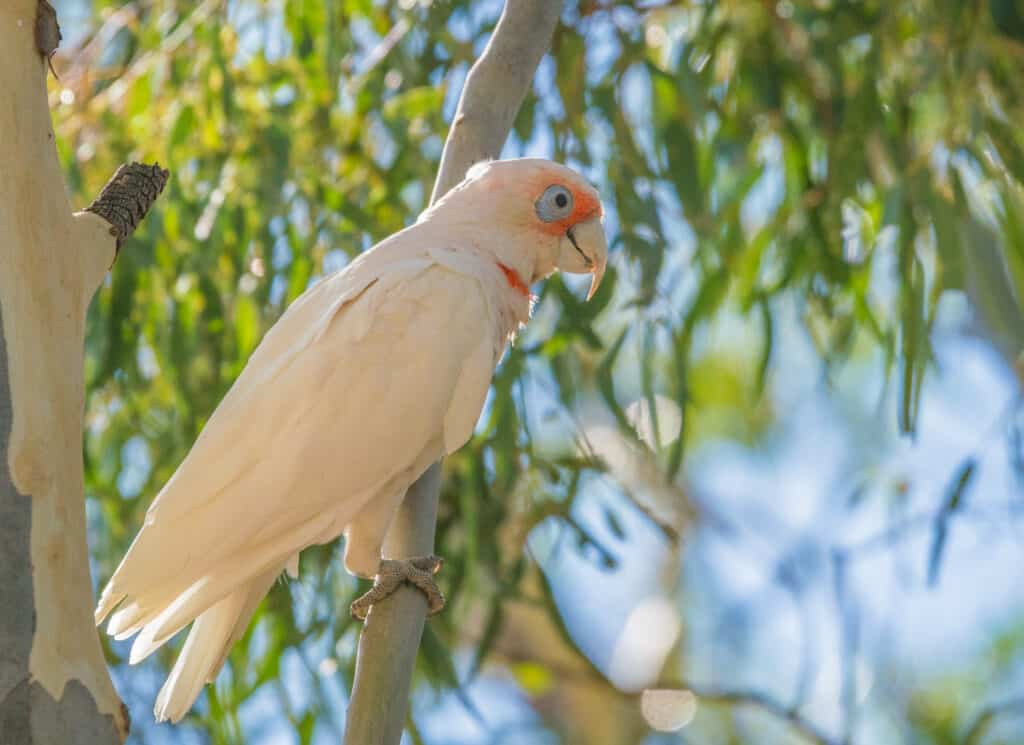 Corella