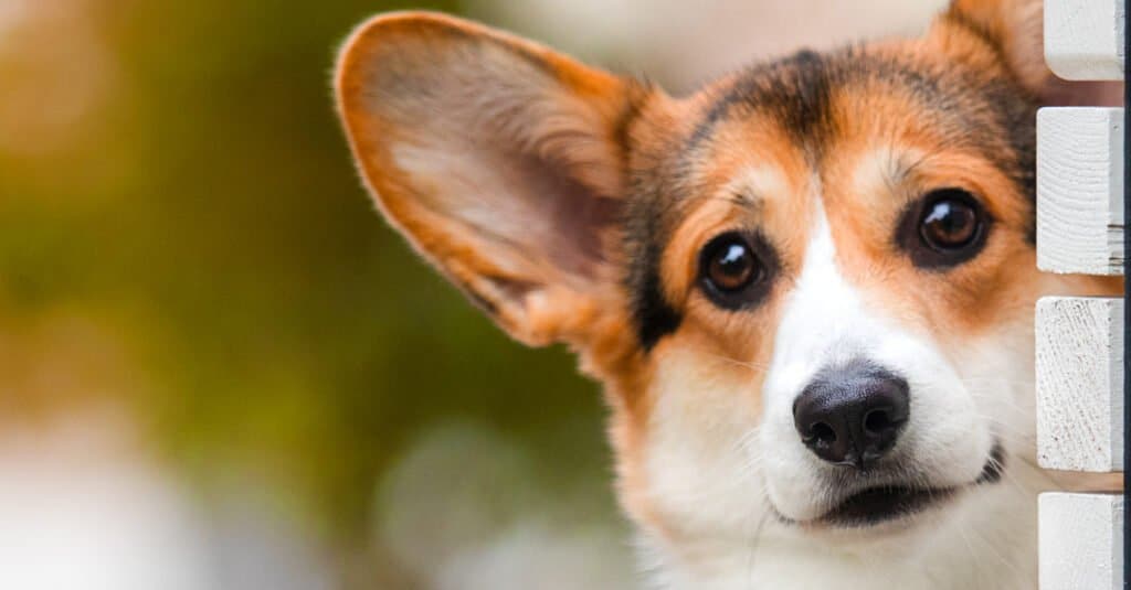 Corgi Close-Up