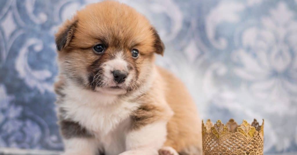 Cute Corkie puppy sitting on a table