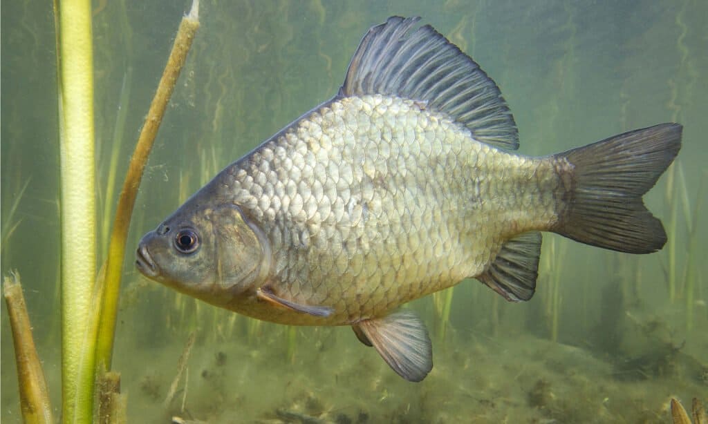 Crucian carp