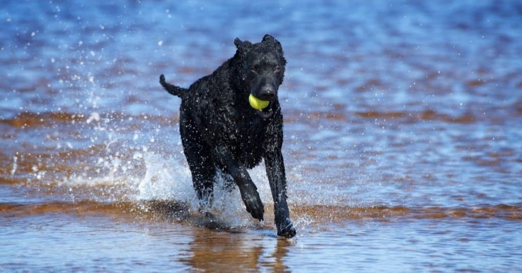 black curly coated retriever dog on the beach