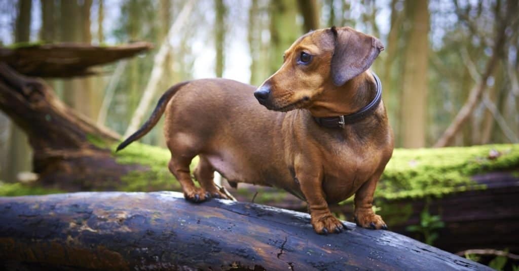 Miniature Dachshund on a tree in English woodland.