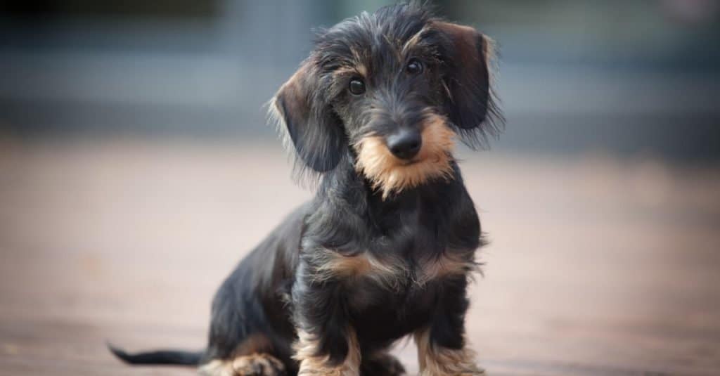 Cute and shy wire-haired Miniature Dachshund puppy.