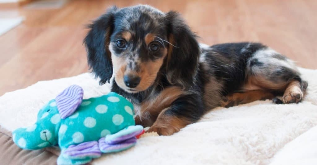 Longhaired Miniature Dapple Dachshund Puppy laying on dog bed with toy.