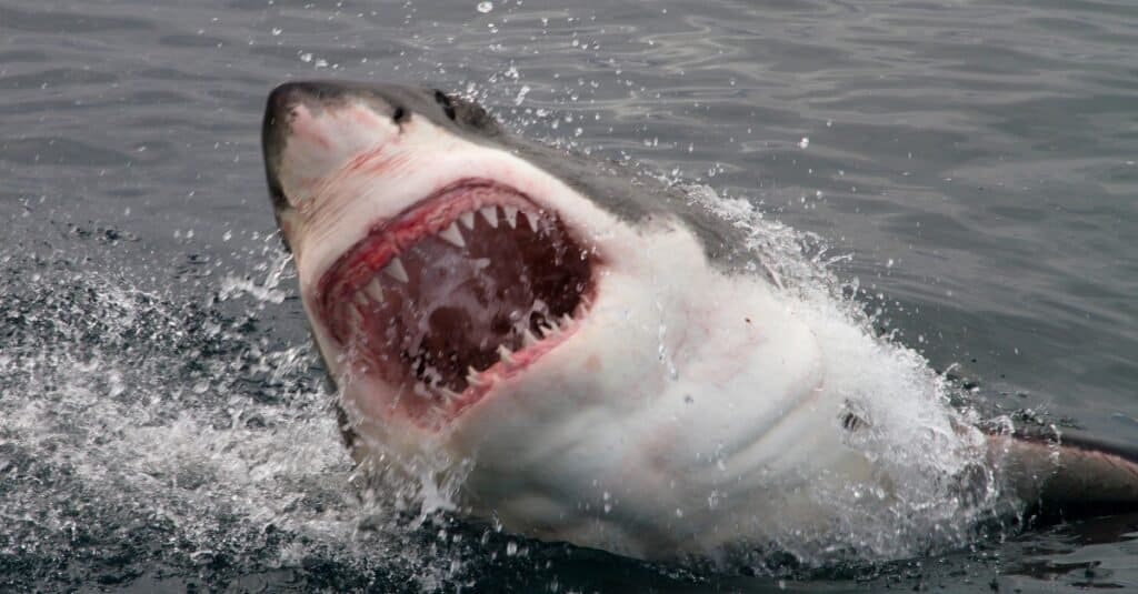 great white shark