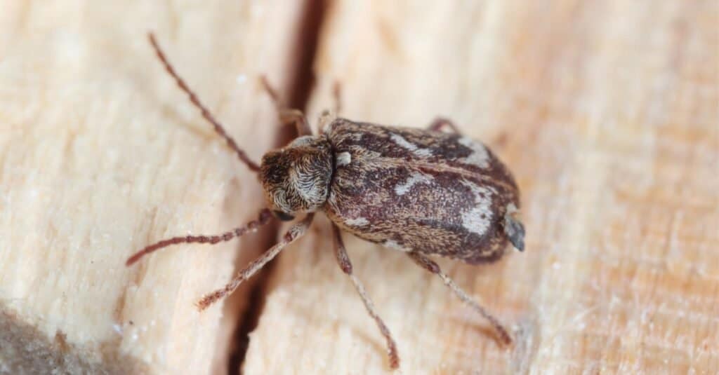 Deathwatch Beetle sitting on wood.