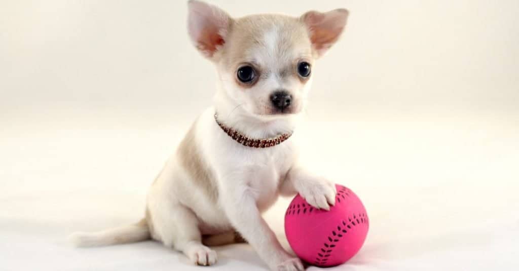 Cute short-haired white color miniature Deer Head Chihuahua puppy with a tennis ball on white background.