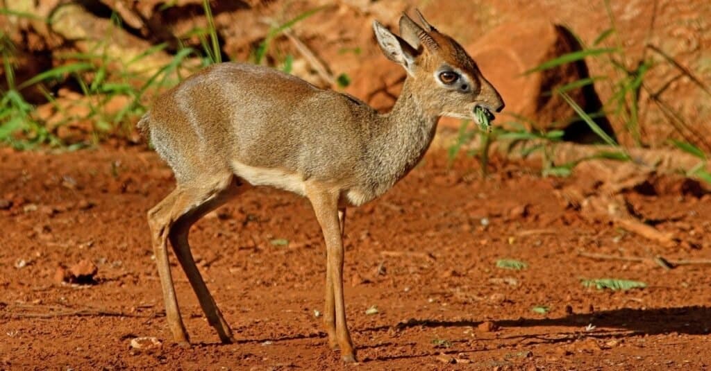 Kirk's Dik-dik (Madoqua kirkii) adult male eating "n"nTsavo in Kenya.