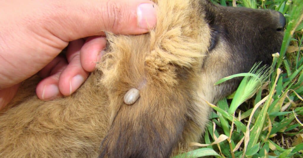 A dog tick on the ear of a puppy.