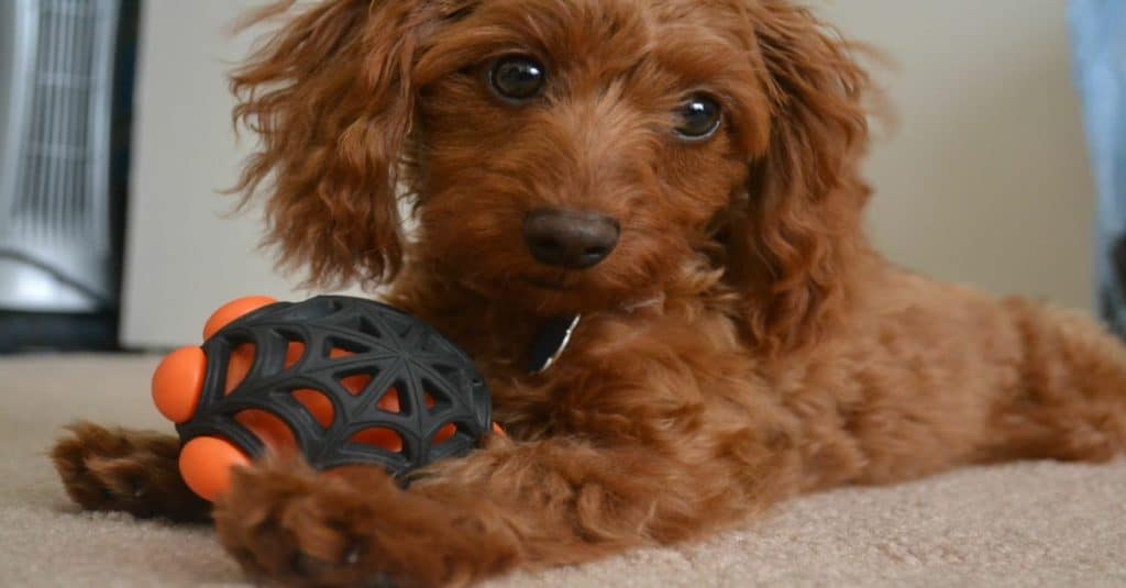 Brown Doxiepoo