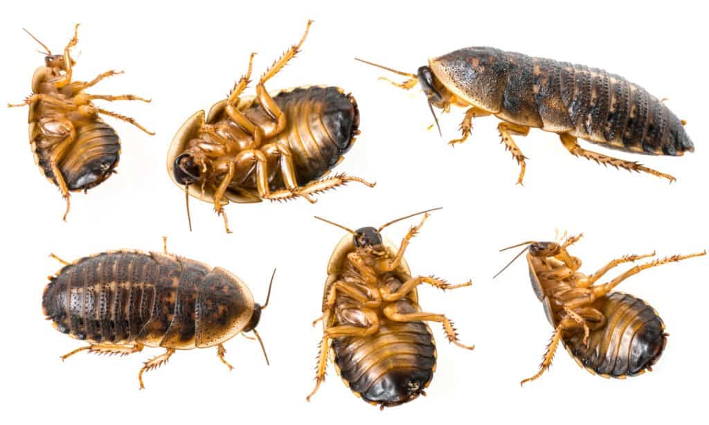 Dubia cockroach (Blaptica dubia) collection on white background.