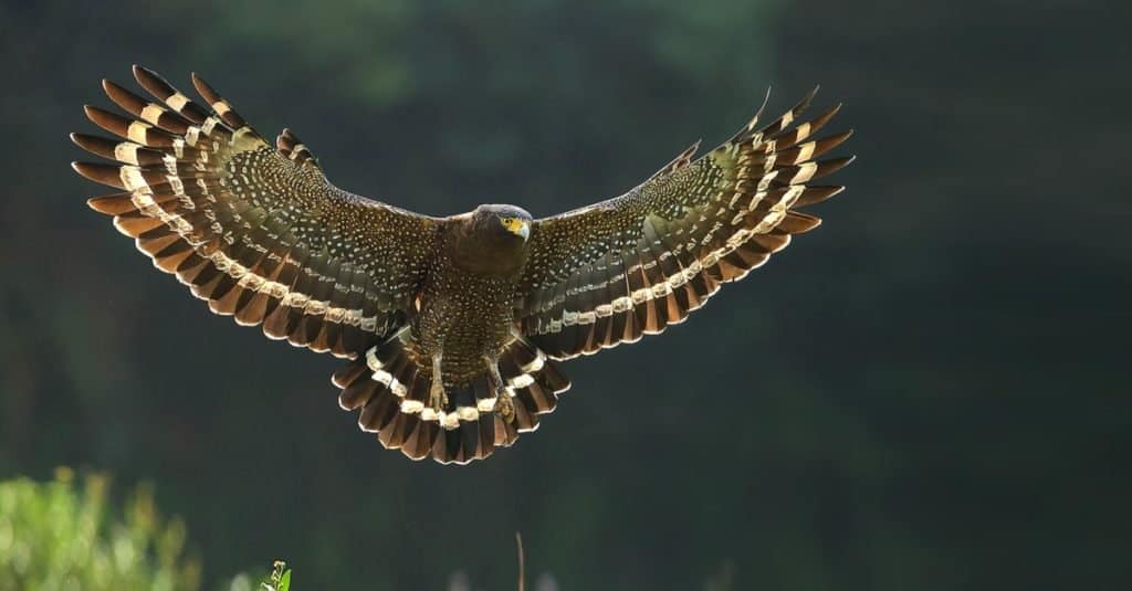 Crested Serpent Eagle in flight