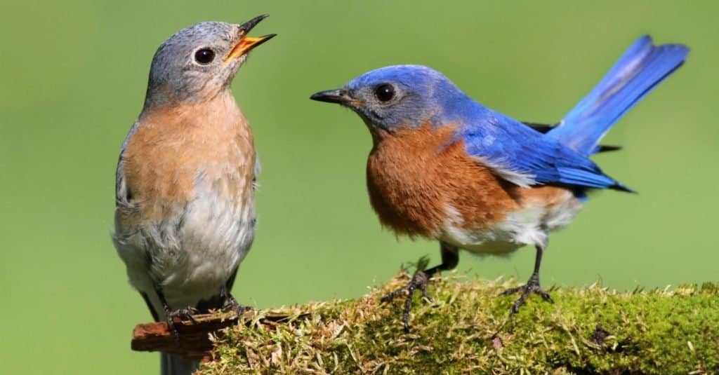 Pair of Eastern Bluebird (Sialia sialis) on a log with moss