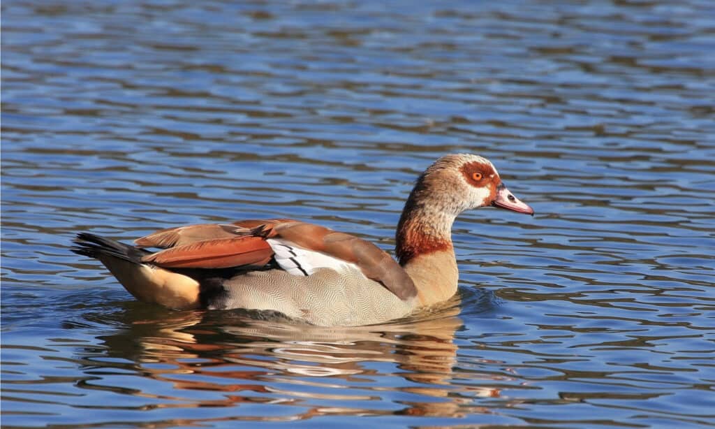 Egyptian Goose swimming in water. These birds have a natural range around the Nile River.