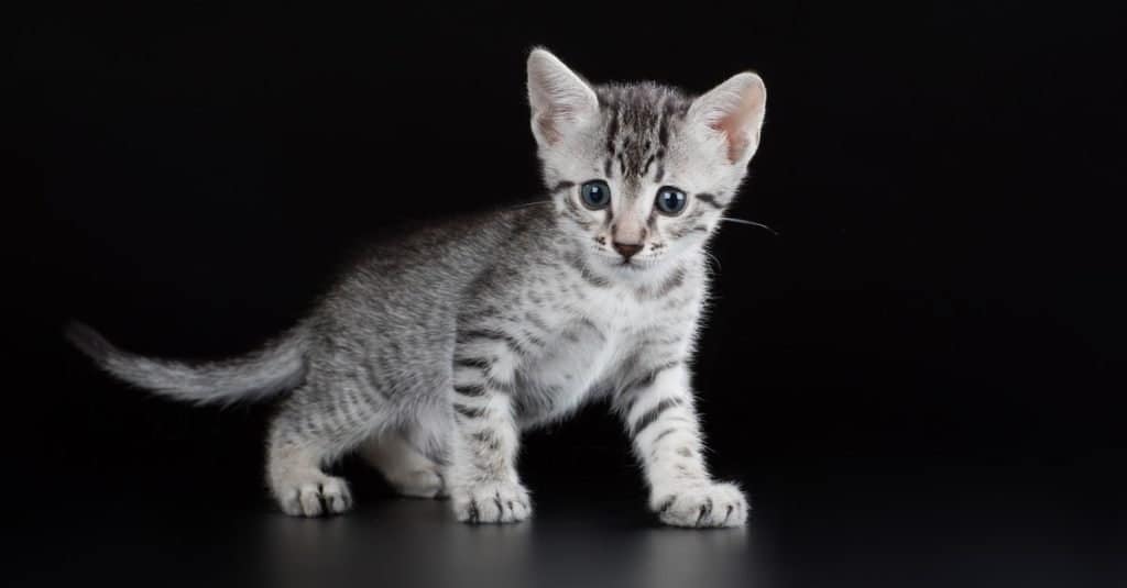 Cute Egyptian Mau kitten playing by itself.