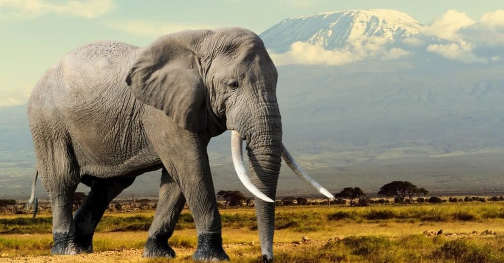 Elephant on Kilimajaro mount background in National park of Kenya, Africa