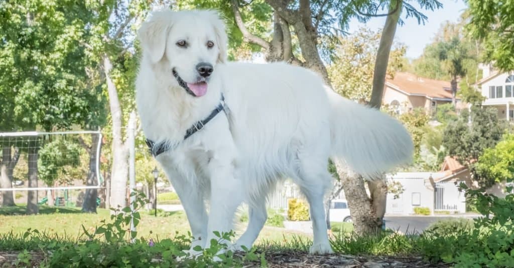 Beautiful English Cream Golden Retriever playing in the park.