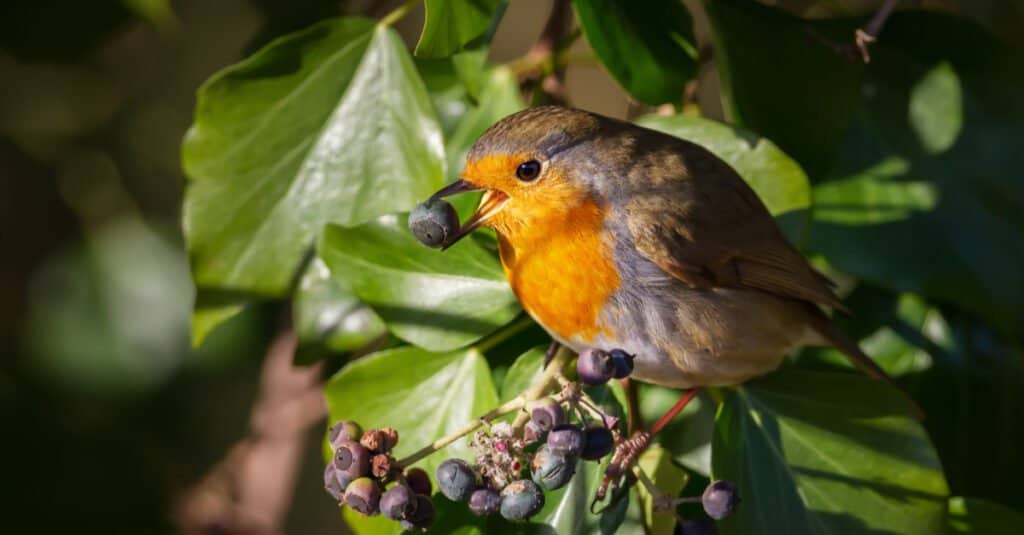 European Robin (Erithacus rubecula) eating berries in a tree.