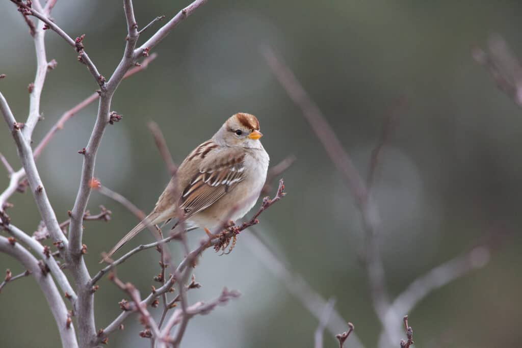 White-crowned sparrow