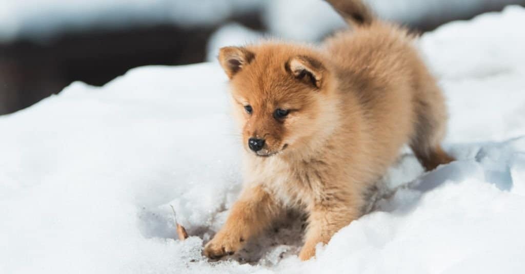 A finnish spitz puppy