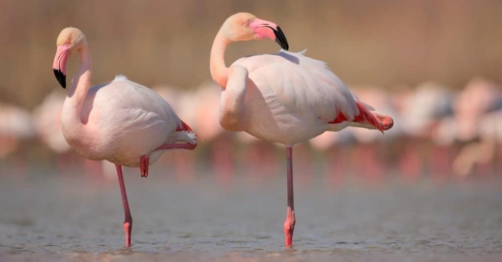 Pink big birds Greater Flamingos, Phoenicopterus ruber, in the water, Camargue, France.