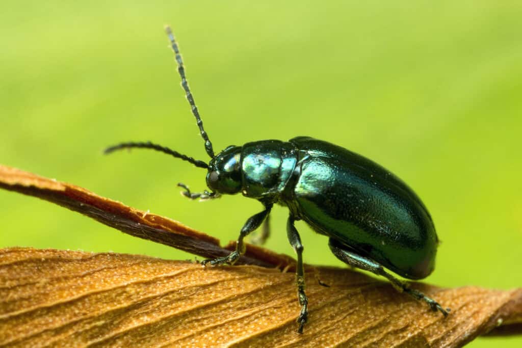 Green Shiny Flea Beetle