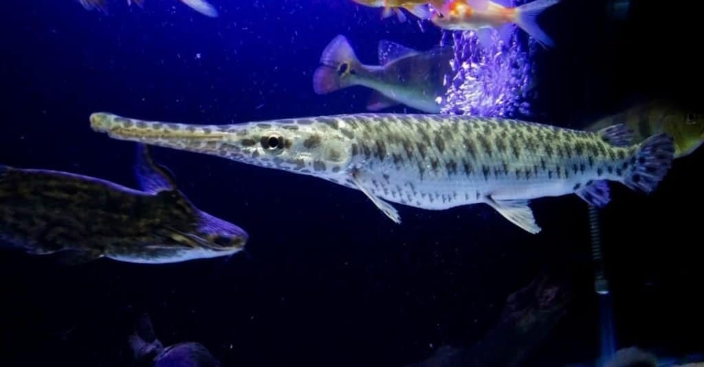 Florida gar swimming in an aquarium