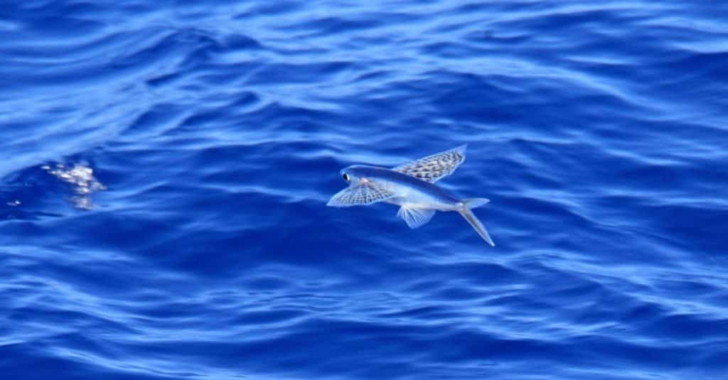 Yellow-wing flyingfish (Cypselurus poecilopterus) in Japan.