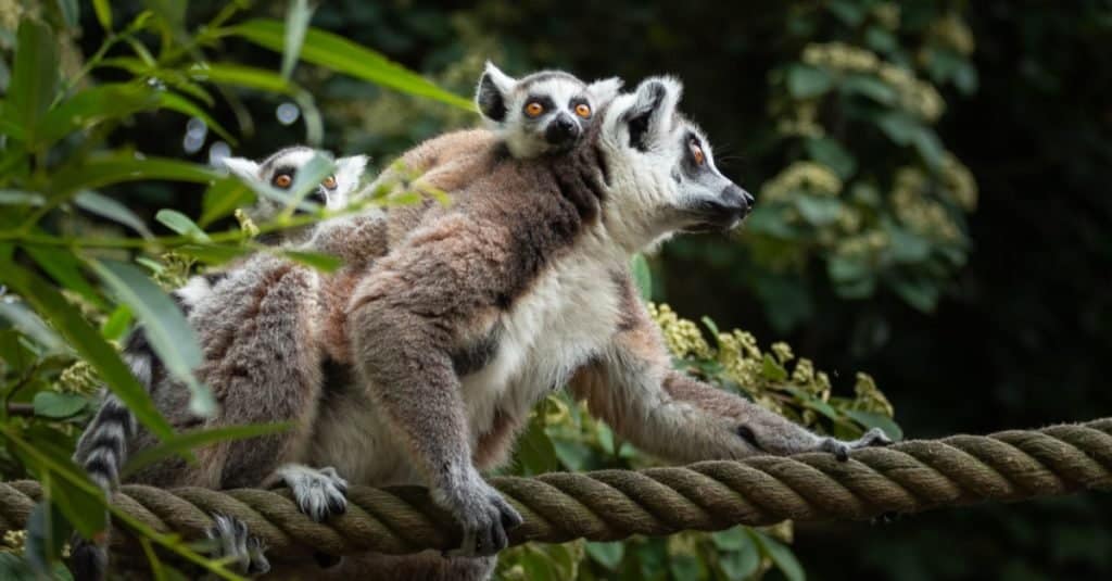 A flying lemur with two babies on her back, balancing on a rope.