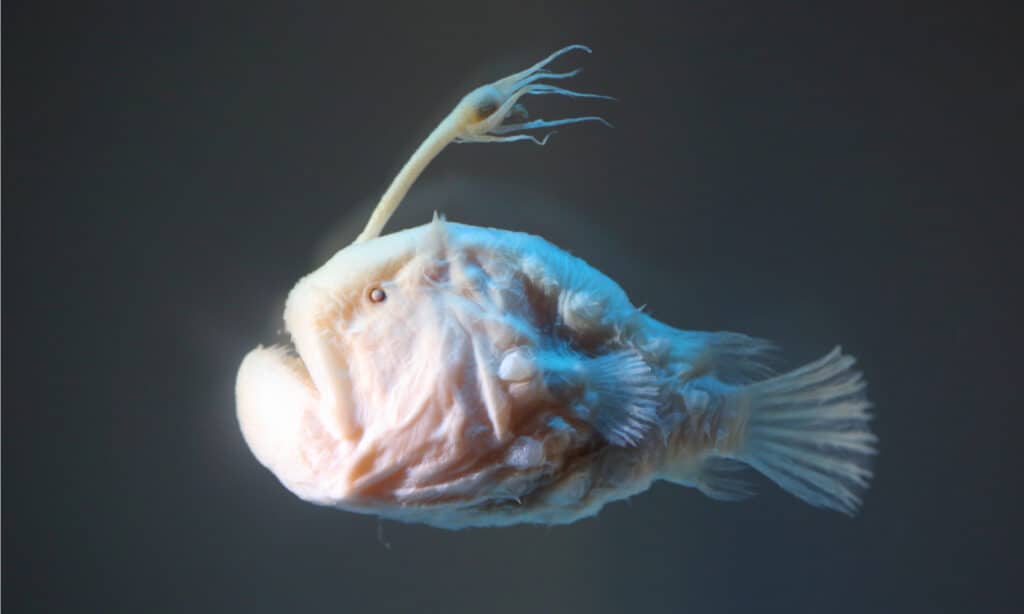 Atlantic footballfish (Himantolophus groenlandicus). The female has a glowing angler rod that emerges from the head.