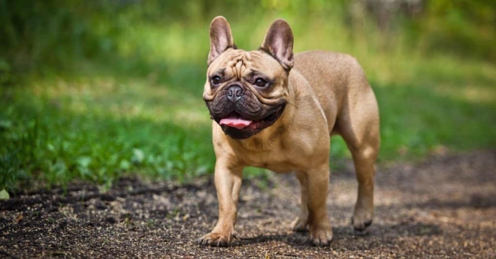 French Bulldog walking in park