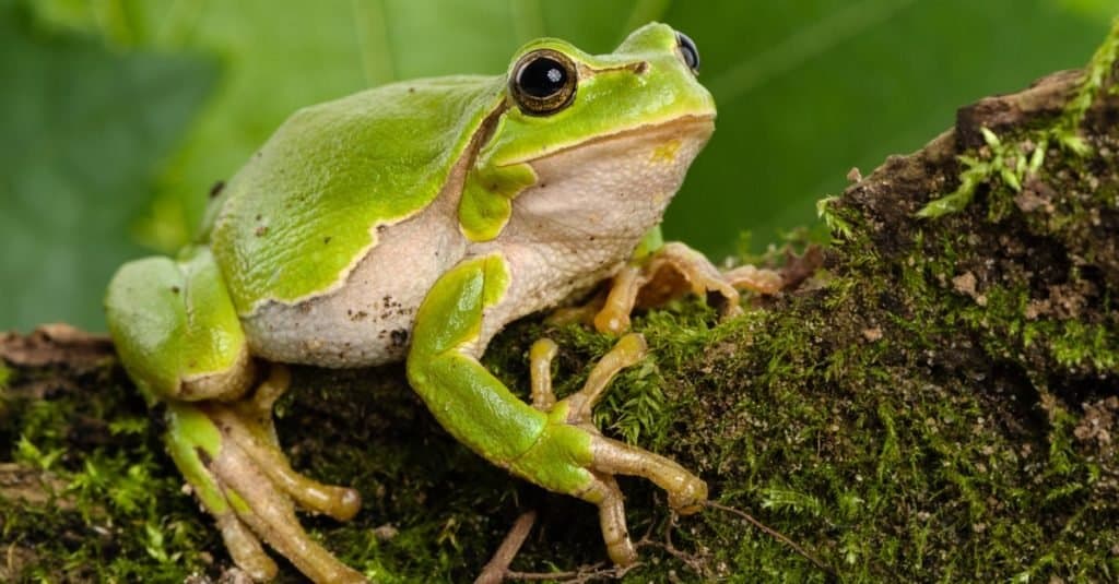 European green tree frog, Hyla arborea