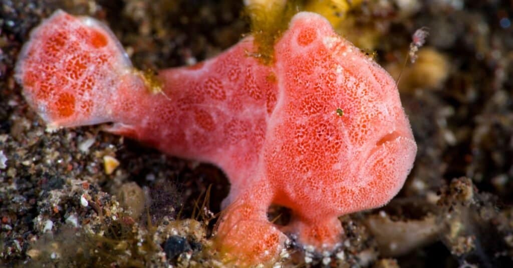 Painted Frogfish - Antennarius pictus in Tulamben, Bali, Indonesia.