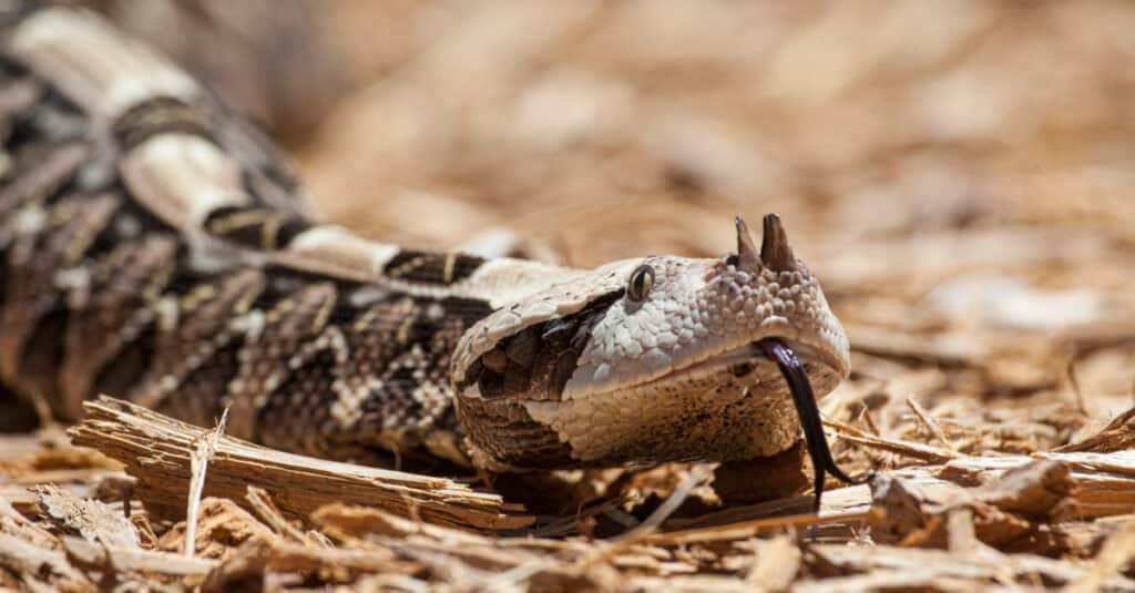 Gaboon Viper