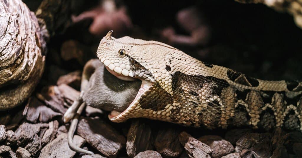 Gaboon viper eating