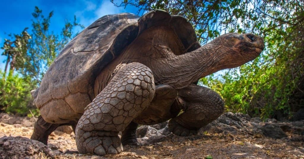 Galapagos tortoise stands on legs.