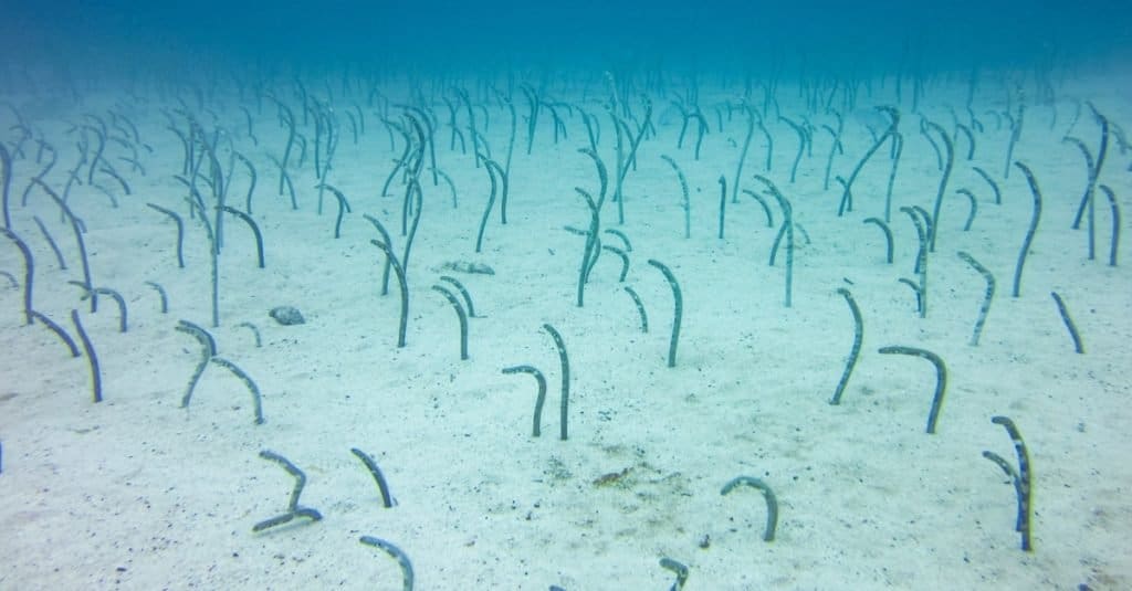 An underwater garden eel colony in the sand off Galapagos islands, Ecuador.