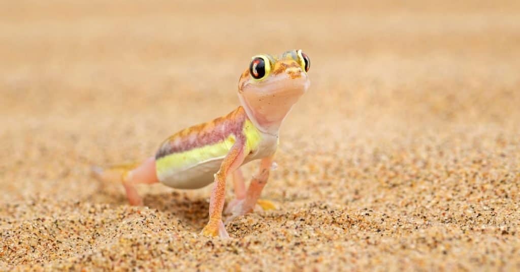 Namib Sand Gecko - Pachydactylus rangei, beautiful small gecko endemic in southwest Africa, Namib desert, Walvis bay, Namibia.