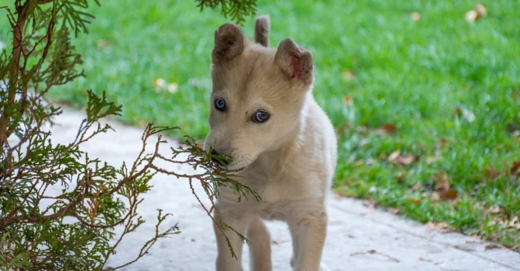 Gerberian shepsky puppy playing outside