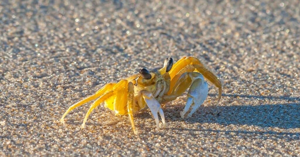 Close up of yellow ghost crab in Brazil during the day in the sunshine.