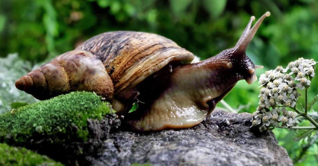 Giant African land snail.